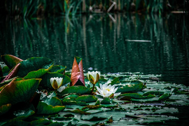 Free Lotus Lake photo and picture