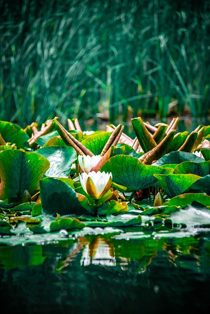 Free Lotus Flowers photo and picture