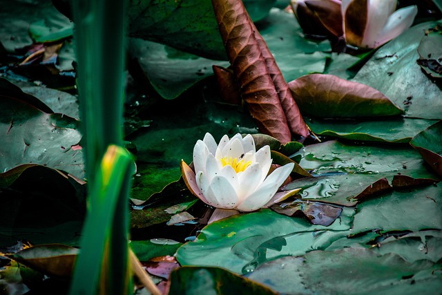 Free Lotus Beautiful Flowers photo and picture