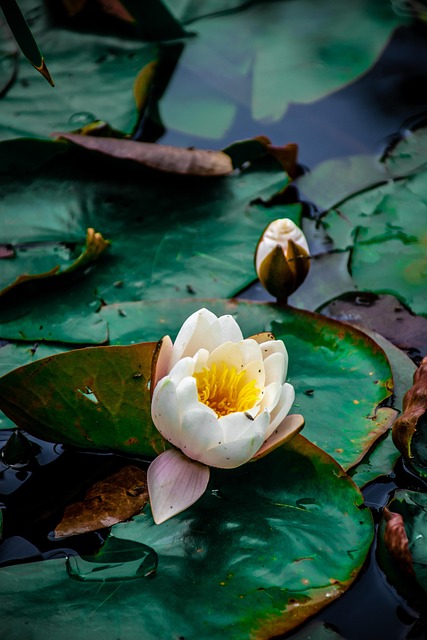 Free Lotus Lake photo and picture