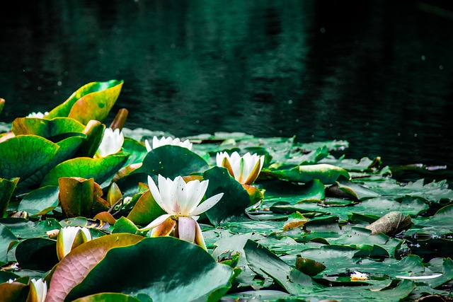 Free Lotus Lake photo and picture