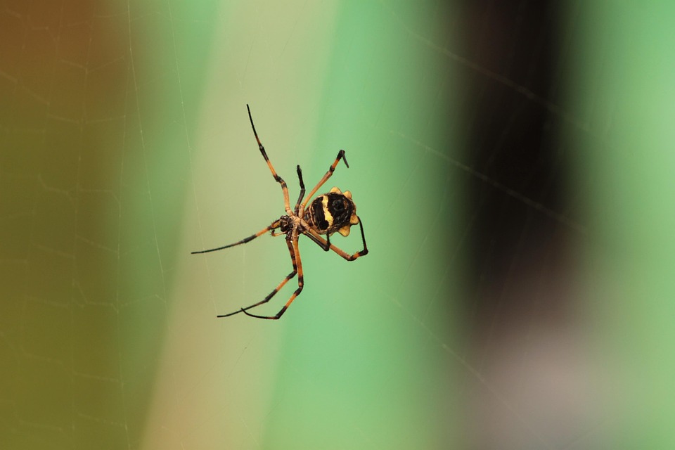 Araña Spider Panama - Foto gratis en Pixabay - Pixabay