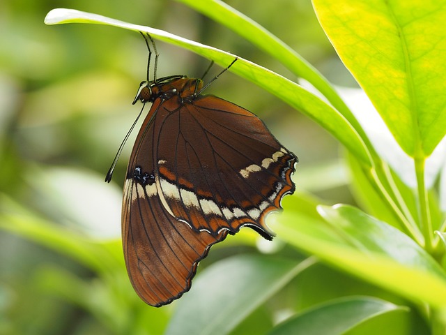 Free Butterfly Macro photo and picture