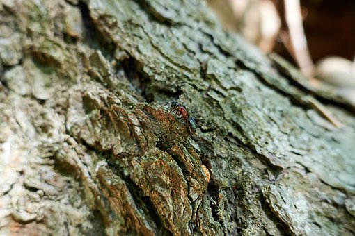 Ameise, Makro, Insekt, Die Natur