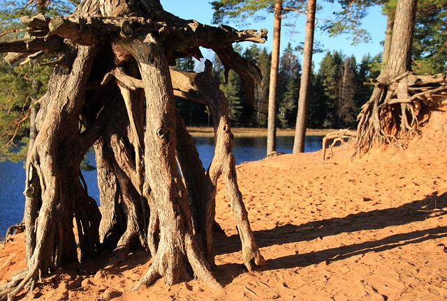 Free Tree Beach photo and picture