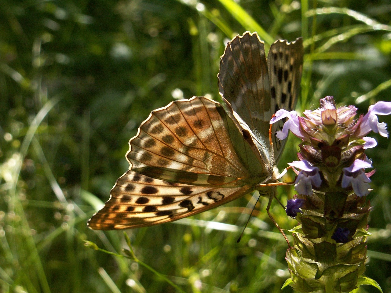 Download free HD stock image of Butterfly Large Forest Mother-Of-Pearl Free Butterfly Large Forest Mother-Of-Pearl photo and picture