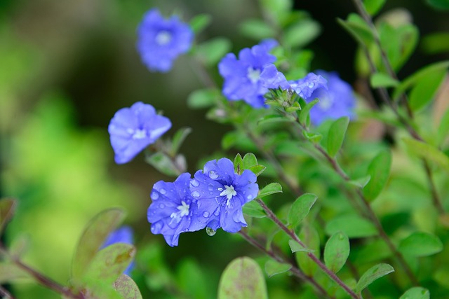 Blomst, Plante, Natur, Kronblad, Have