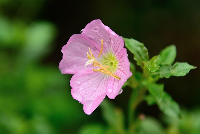 Blomster, Blomst Baggrund, Natur