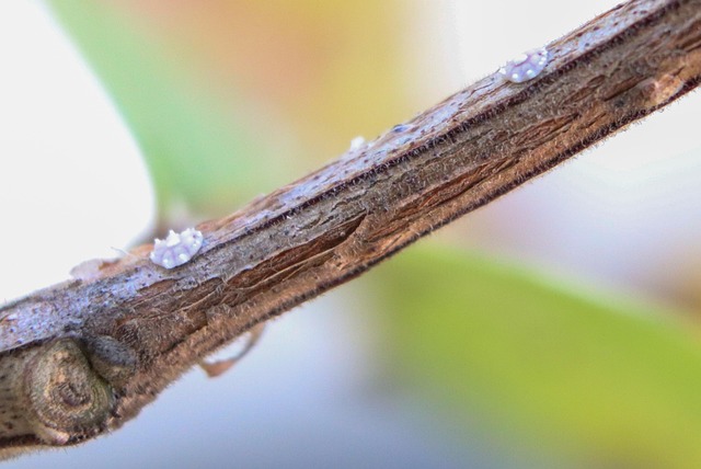 Free Branch Plant photo and picture