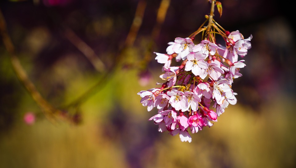 桜の花 花 日本桜の開花 Pixabayの無料写真