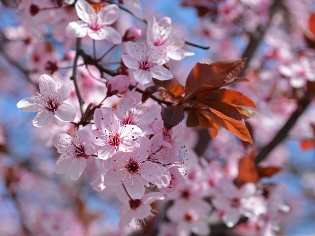 Blomme Blomstre, Blomster, Forår