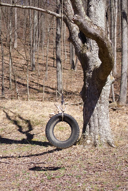 Free Tire Swing photo and picture