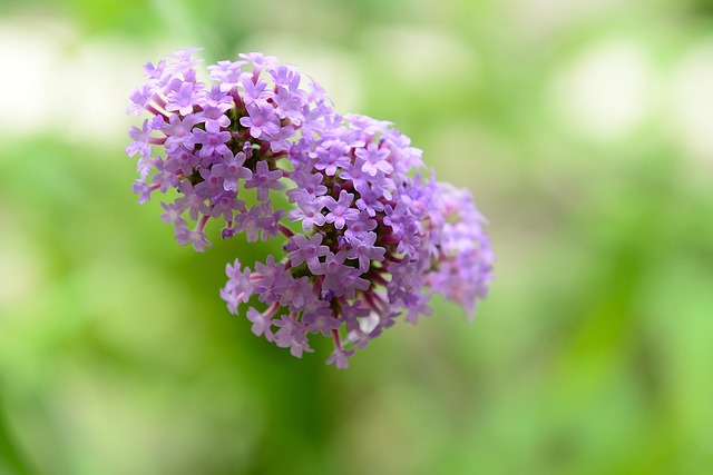 Blomster, Kronblade, Planter