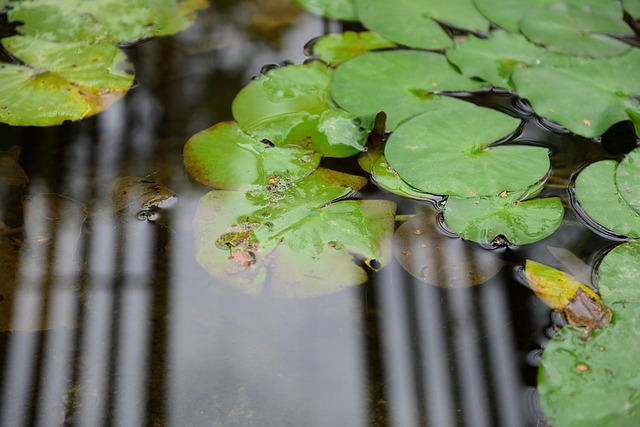 Lilje Puder, Blade, Dam, Åkande, Plante