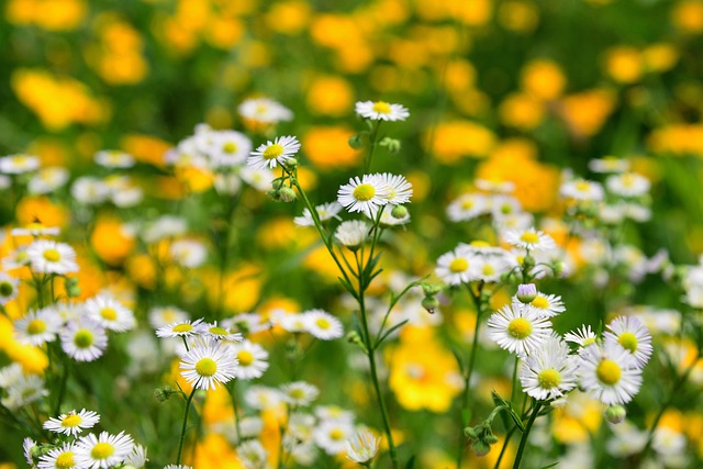 Daisy Fleabane, Blomster, Plante