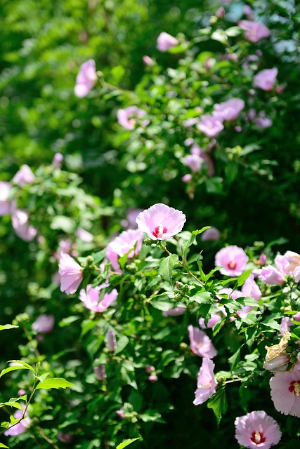 Rose Af Sharon, Blomster, Plante