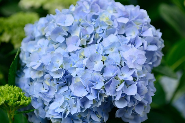 Hortensia, Blomster, Plante