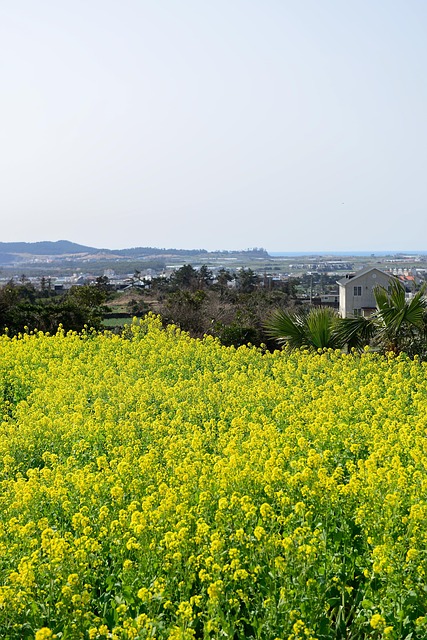 Voldtægt, Området, Jeju -Øen, Blomst