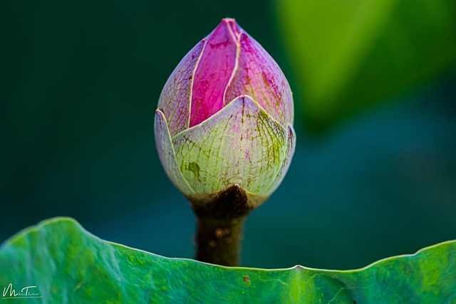Free Lotus Bloom photo and picture