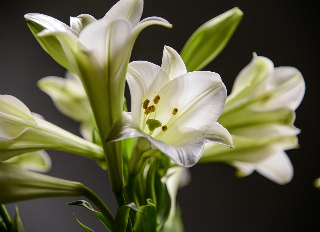 Una Especie De Flor Su Nombre