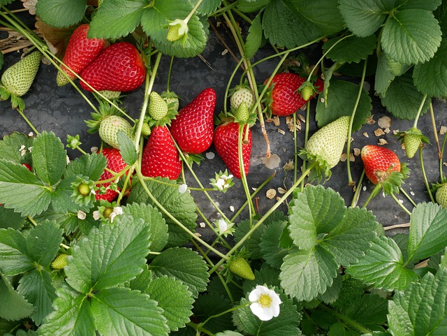 Erdbeeren, Strawberries, Obst