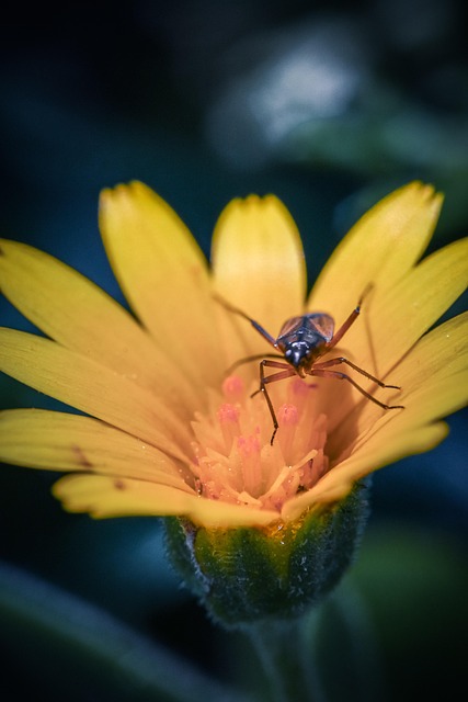 Free Bug Insect photo and picture