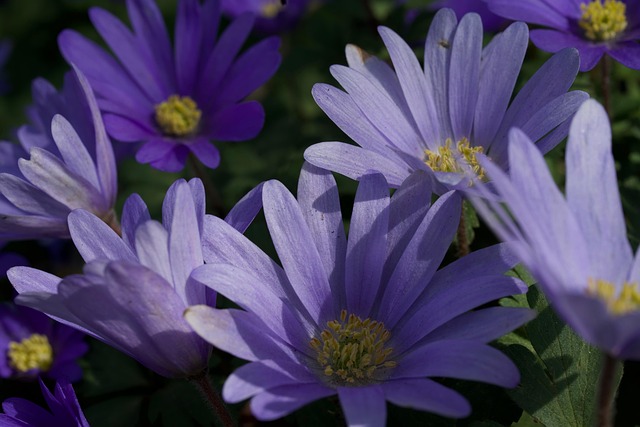 Flores, Flores Silvestres, Pétalas