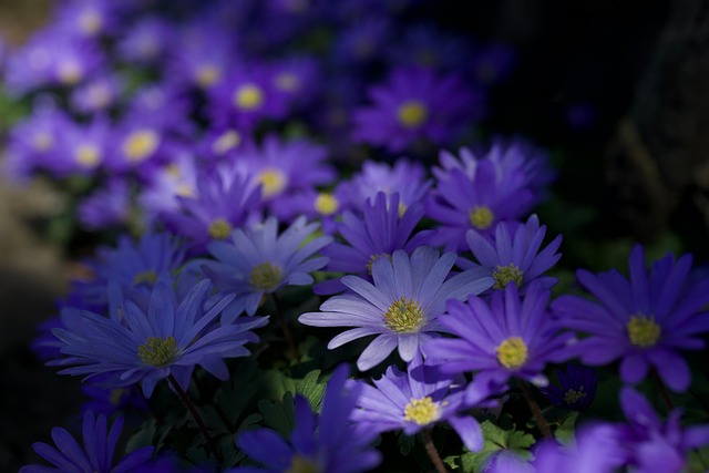 Flores, Roxa, Bloom, Florescer