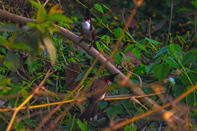 Free Bird Watching photo and picture