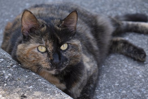 Free Cat Animal photo and picture
