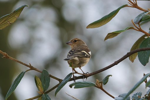 Buchfink, Geäst, Zweige, Vogel
