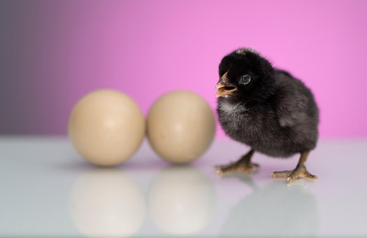 Free Easter Chick photo and picture