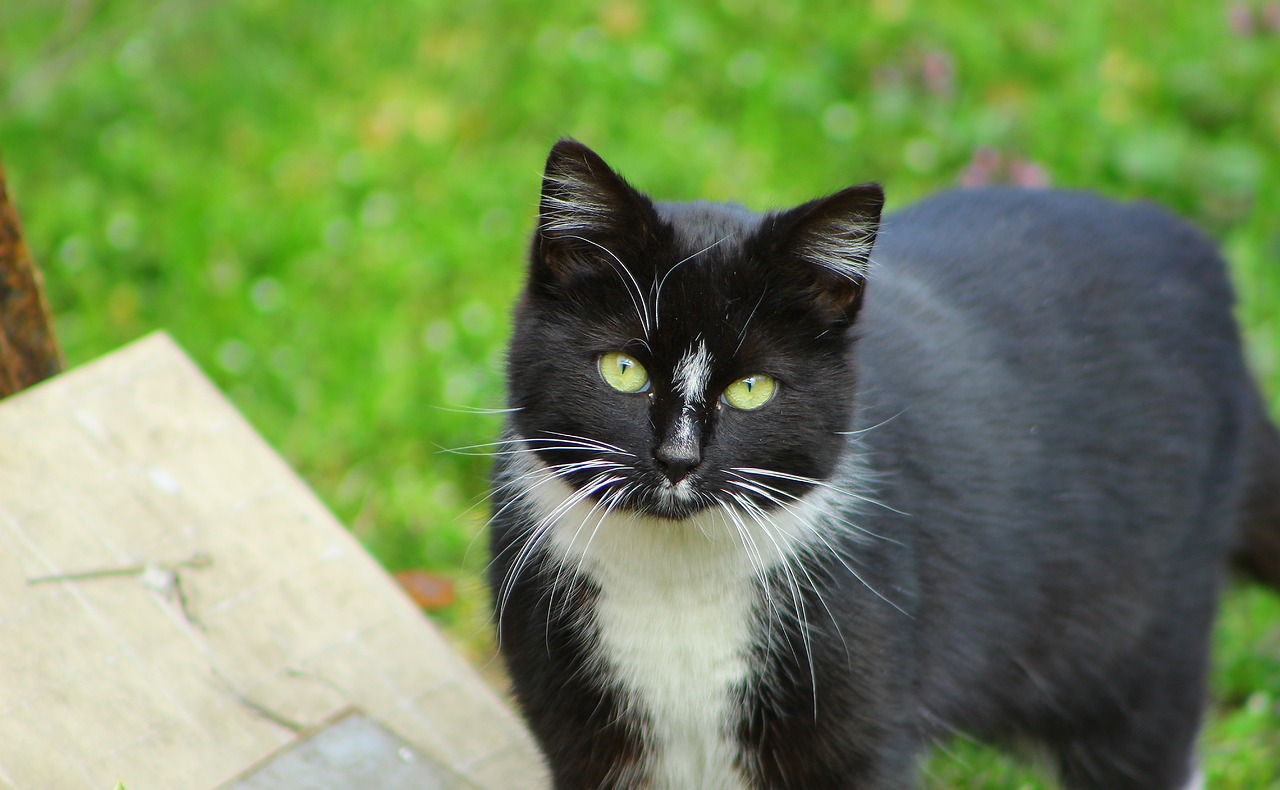 Cat Feline Pet Black And White - Free photo on Pixabay