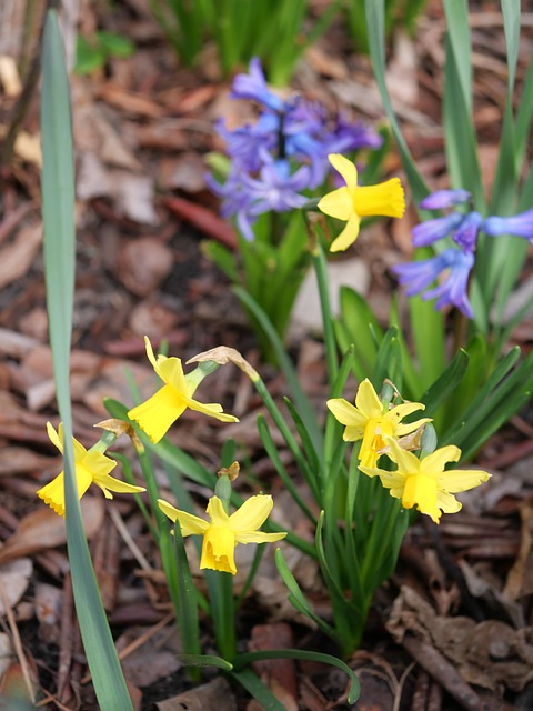 Free Flower Garden photo and picture