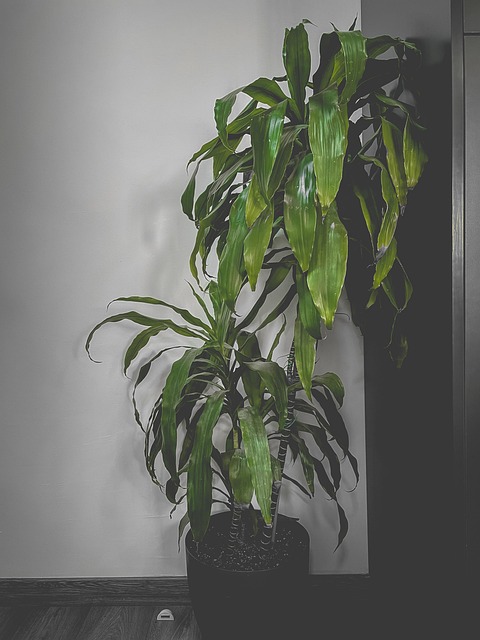 Plantar, Flowerpot, Verde, Assoalhos