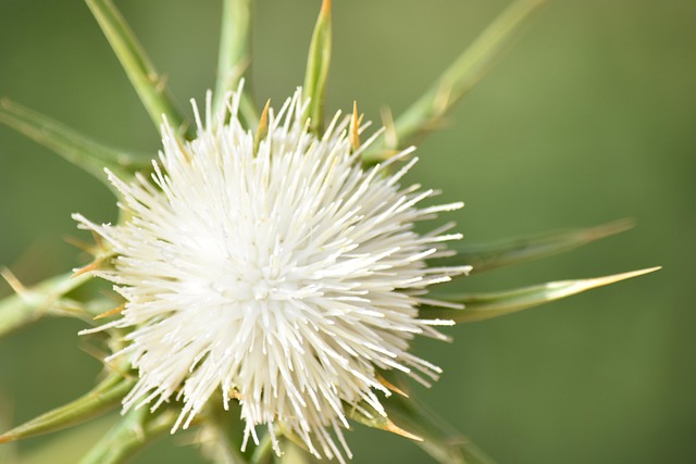 蓟 花 植物 - Pixabay上的免费照片 - Pixabay