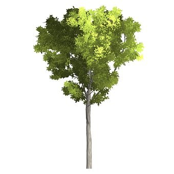 Baum, Zweig, Blätter, Grün, Garten