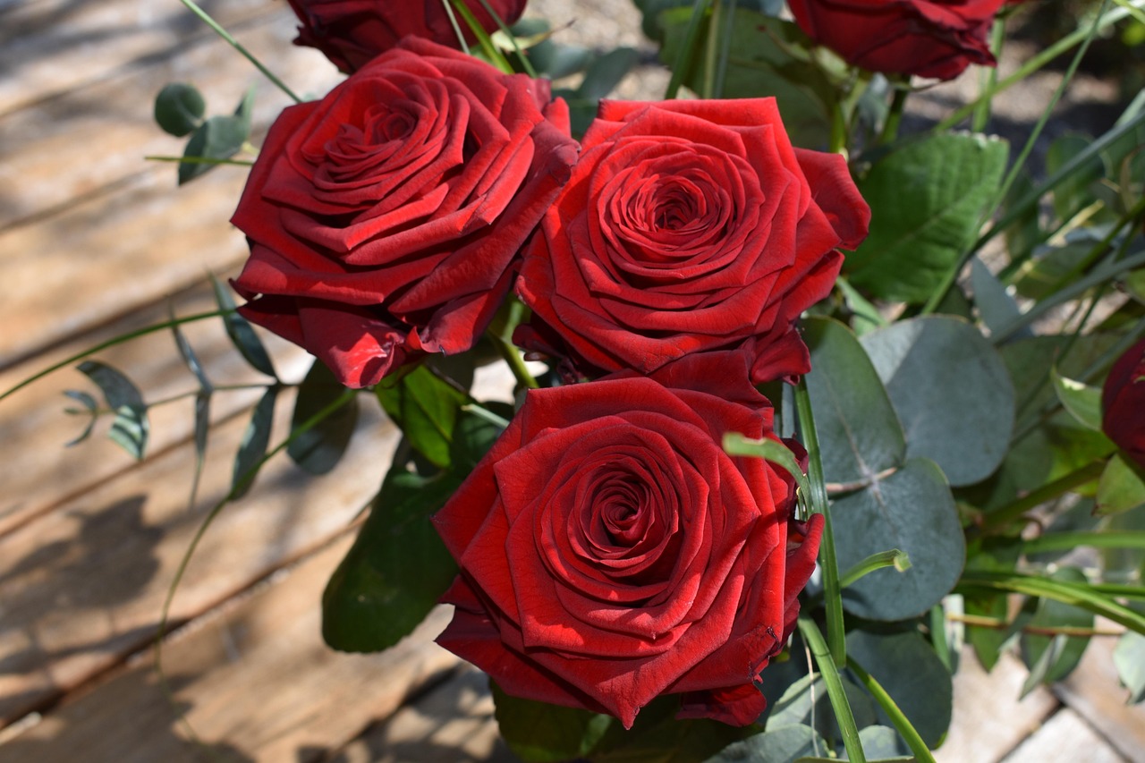 Roses Rouges Autruche Fleur - Photo gratuite sur Pixabay - Pixabay