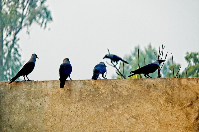 Free Crow Bird photo and picture