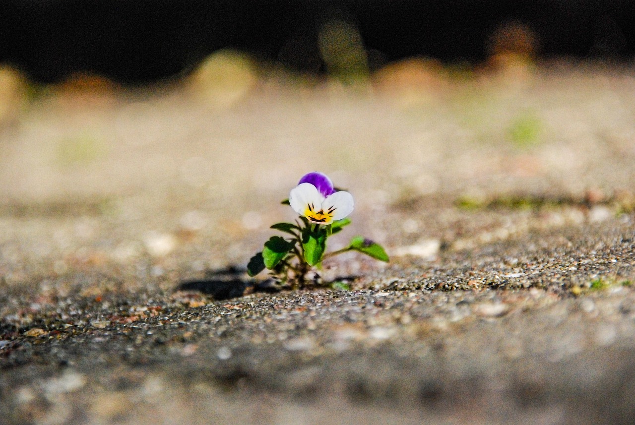 Houston Tree Roots and Sidewalk Damage — Why It Happens in Urban Neighborhoods