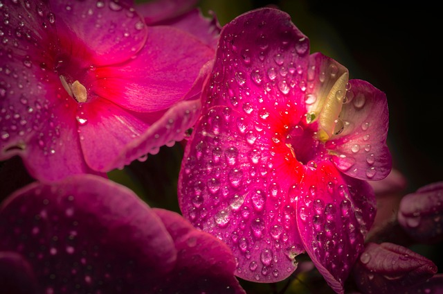 Free Flowers Plant photo and picture