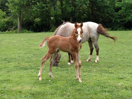 Free Horse Farm Mare And Foal photo and picture