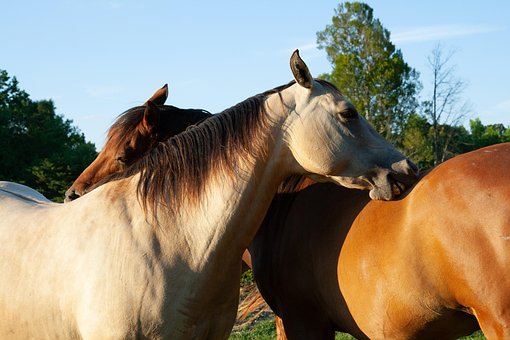 Free Horses Friends photo and picture