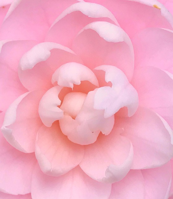 Free Camellia Flower photo and picture