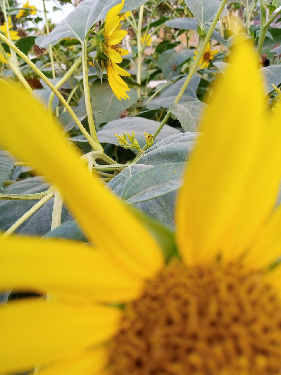 Common Sunflower Domesticate In Free Photo On Pixabay Pixabay Common sunflower domesticate in free photo on pixabay pixabay