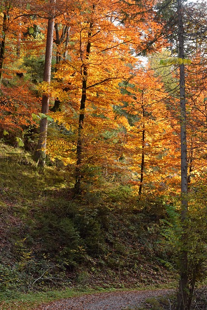 Free Forest Leaves photo and picture