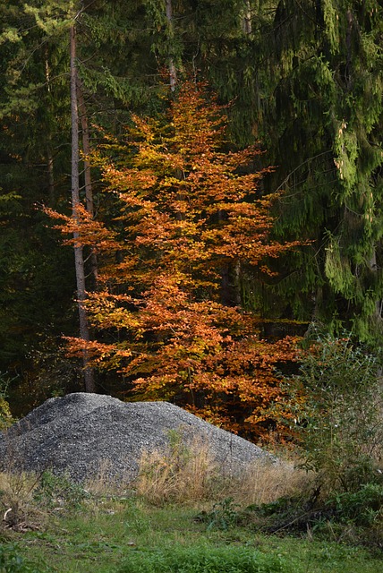 Free Leaves Forest photo and picture