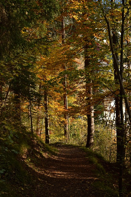 Free Forest Leaves photo and picture