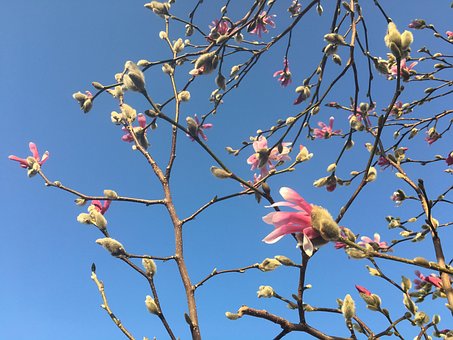 Forår, Knop, Plante, Magnolia