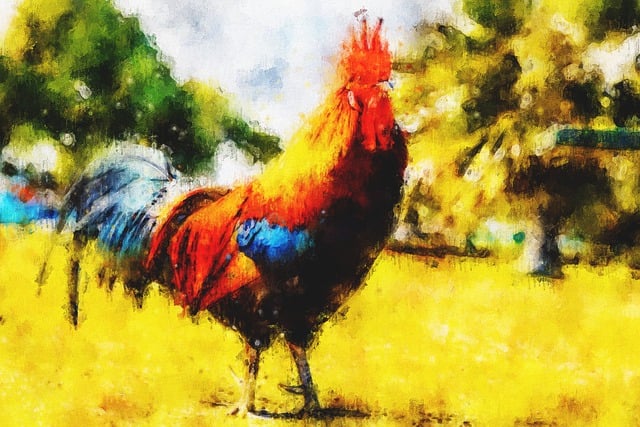 Free chicken rooster painting illustration